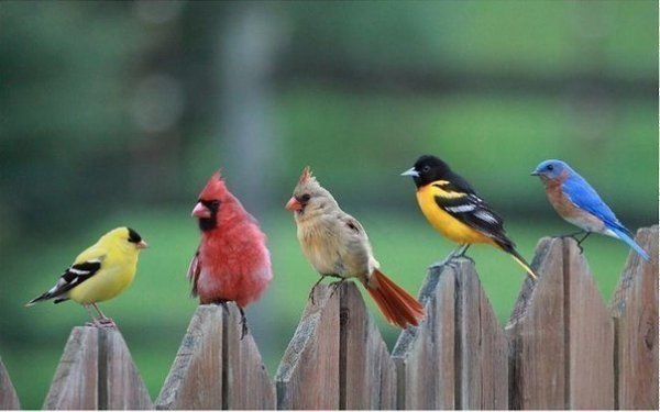 Angry Birds :)