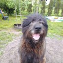  Jiurij, , 62  -  4  2017   pitomci