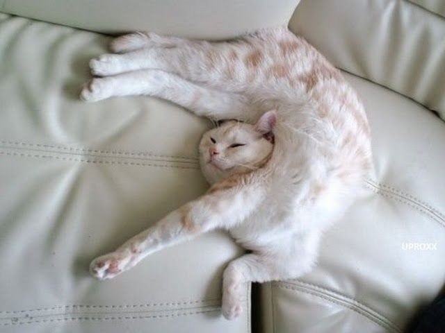  .#animal@travel.blog - 5