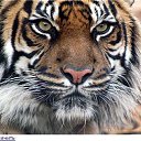 ���� ������, �������, 51 ��� - ��������� 4 ������ 2017 � ������ ���� ����������