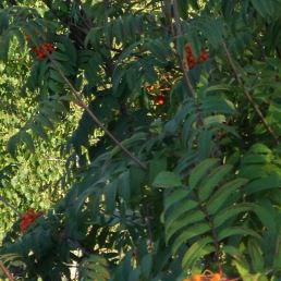 ����, �����-�������, 41 ���