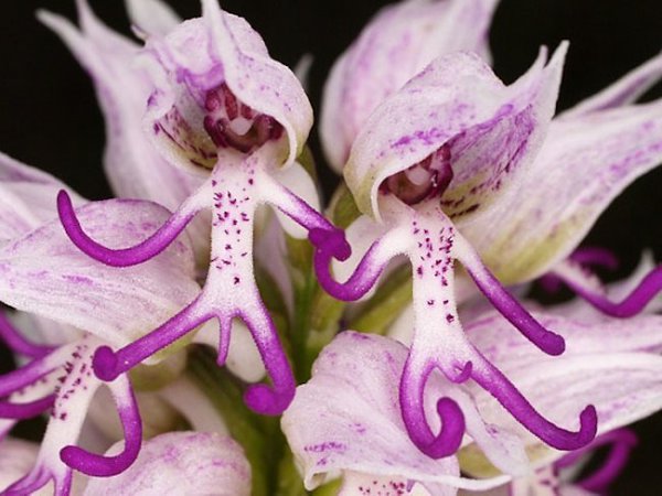    (Orchis Italica)