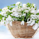 ���� Dolus, ������, 61 ��� - ��������� 6 ����� 2017 � ������ ������ ��������