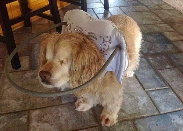          .#animal@travel.blog