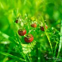 ���� �����a, ������� - ��������� 20 ������� 2017 � ������ ������ ��������