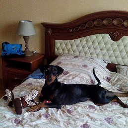 ���� �������, �����-��������� - ��������� 9 ������� 2016