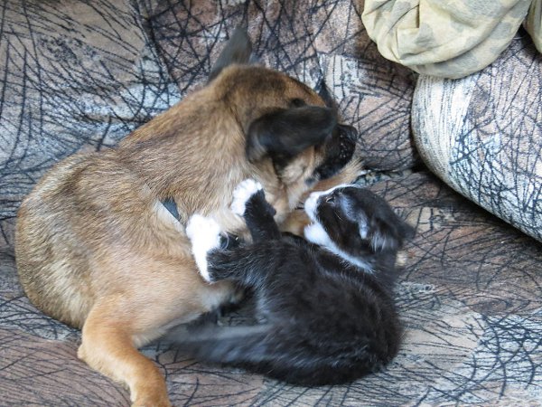 #Безкота_добро.В конце июня,этого года,проходя мимо мусорного контейнера,мною было приобретено ... - 5