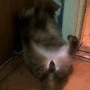 ���� �������, ������, 54 ���� - ��������� 3 ������� 2017 � ������ ���� ����������