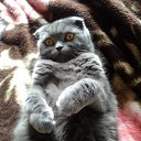  .., , 51  -  5  2016   ߻