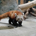 ������� ����� �� ������� ������ � Zoo�