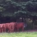 ���� Balo, ����, 46 ��� - ��������� 18 ������� 2016 � ������ �Central Germany 2016�