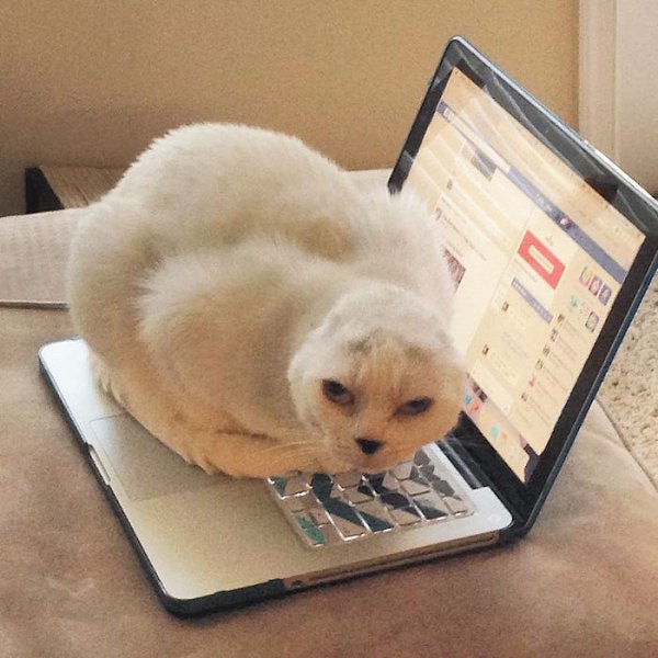 #истории@catism.Девушка взяла из приюта глухонемого безухого старого всеми забытого кота, который ... - 4