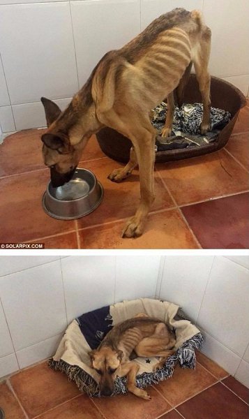 История одной счастливой собаки.#animal@travel.blog - 4