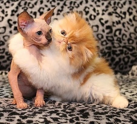 ДАЙ Я ТЕБЯ ХОТЬ СОГРЕЮ,ГОРЕ ТЫ МОЁ ЛЫСОЕ...!!!.