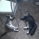  ,  , 60  -  22  2017   