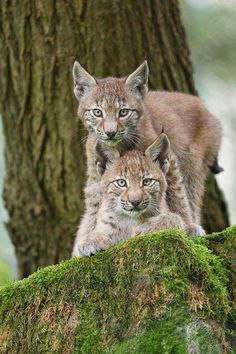   - 15  2016  00:51 - 4