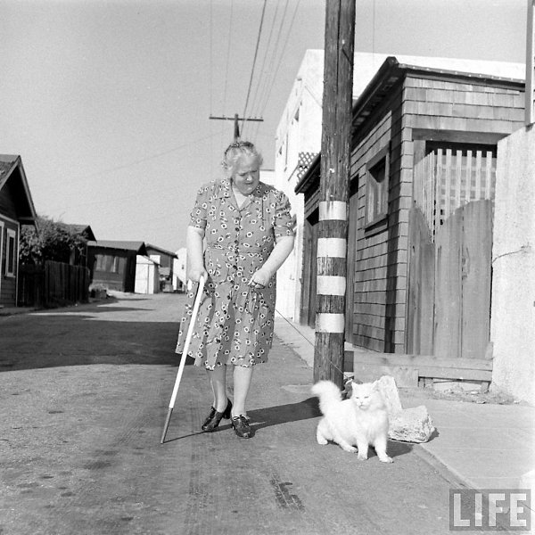 1947 год, слепая жительница Лос-Анджелеса миссис Керолайн Суонсон и белый кот персидской породы по ... - 5