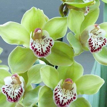   (Cymbidium).  (Cymbidium, c), ,   . ...