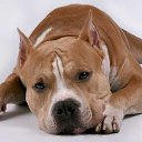  Grisha, , 40  -  29  2017