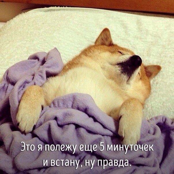 Животные, которые ведут себя совсем как я....))) - 2