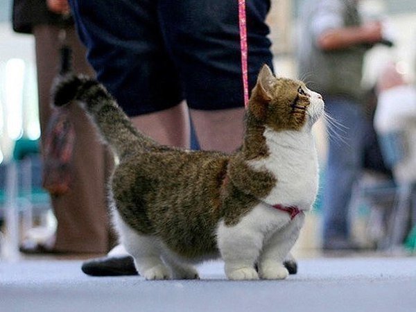 Манчкин - милейшая порода кошек с непривычно короткими лапками