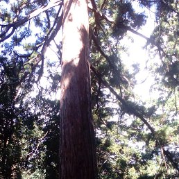 ������, ����������, 49 ���