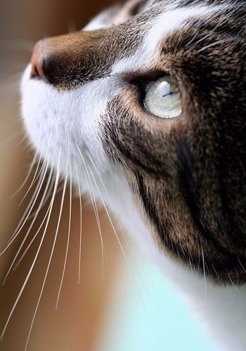 ���� ��������