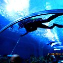 ���� Anatol, ������� - ��������� 5 ������� 2016 � ������ �����������. �. �������. �����������.�