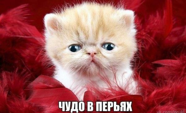 ��� �������� �������� - 7 ������ 2017 � 01:12