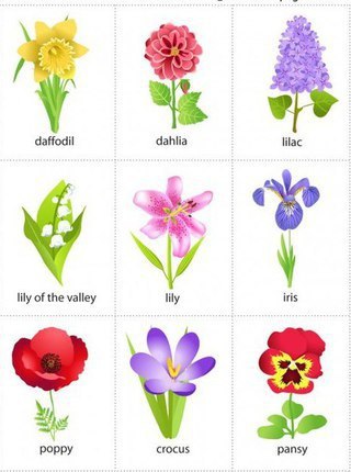 Flowers. ������� ������ - pansies ����� - aster �������� - �frican marigold ������� - begonia ����� ...
