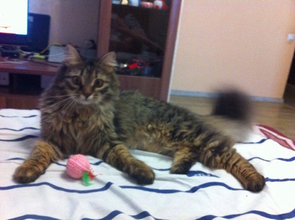 #Безкота_добро.Наши подобрыши милашки: первого мы взяли у замечательной девушки волонтера,когда мы ... - 5