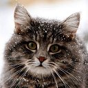  Happiness,  -  1  2017    