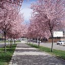 ������ ������ �� ������� ���� ����������