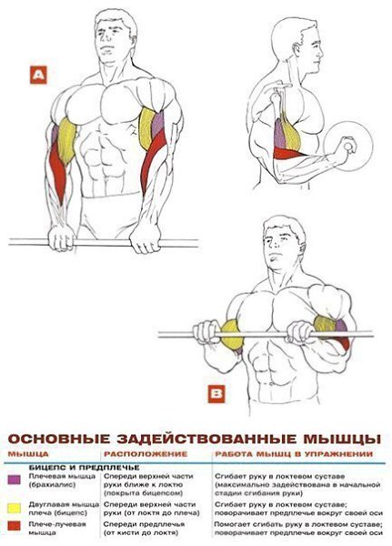 УПРАЖНЕНИЯ НА РАЗВИТИЕ МЫШЦ БИЦЕПСА И ПРЕДПЛЕЧЬЯ: 1. Подъём штанги на бицепс стоя 2. Подъём гантелей ... - 2