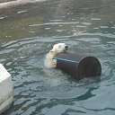 ����� �������� �� ������� ������ � Zoo�