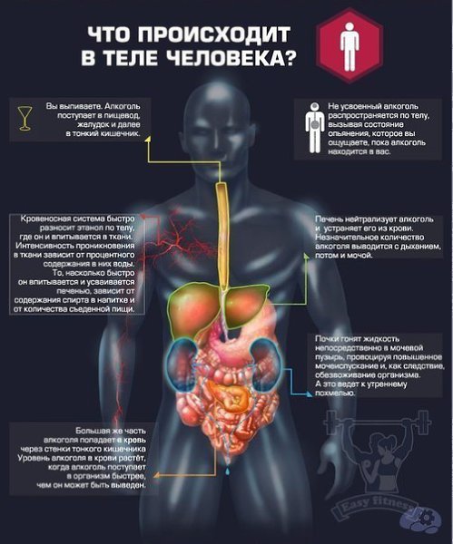 Про вред алкоголя. Пьяный, в гавно, бухой — как это ни назови, а все пьющие люди проходят через один ...