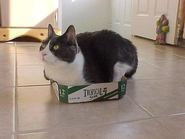 Нет такой коробки, в которую не поместился бы кот - 4