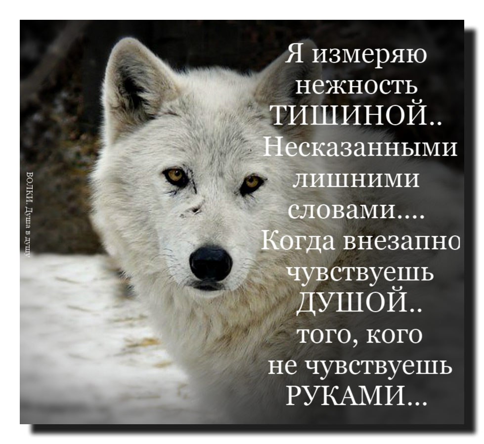 Нежность это определение. Нежность тишины. Несказанные слова. Я измеряю нежность тишиной несказанными лишними словами. Цитата лишний.