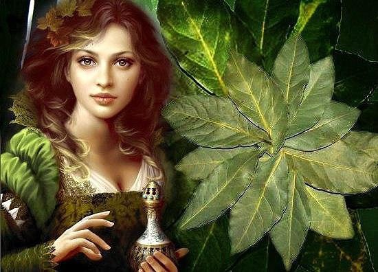 ВОЛШЕБНАЯ ЛАВРУШКА. Лавр – символ чистоты, целеустремленности, триумфа и бессмертия. Он дает ...