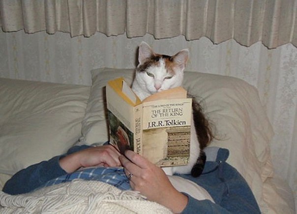         =^.^= - 8