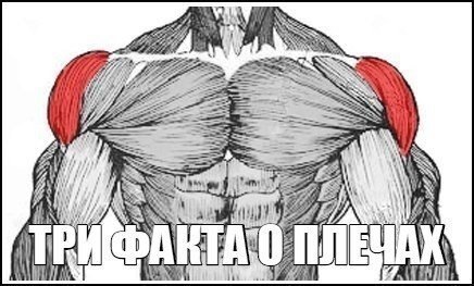 Три факта о плечах. 1. Дельтовидные мышцы — наименее склонны к обрастанию жиром. Благодаря этому ...