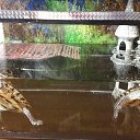 ���� ����@, �����, 46 ��� - ��������� 18 ������� 2017 � ������ ���� ��������