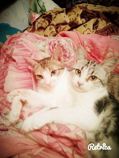 #Безкота_добро.Подобрала с улицы ещё маленькими комочками.Кошку Мурку в конце осени 2015 ,а кота Дин ... - 3