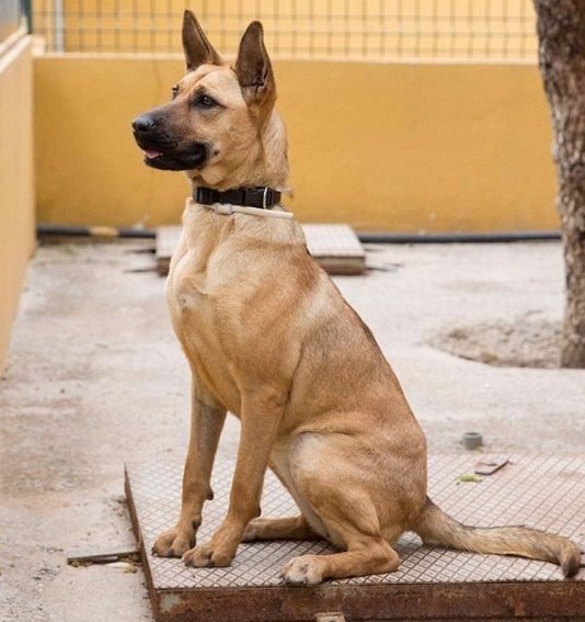 История одной счастливой собаки.#animal@travel.blog - 5
