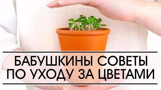 6 БАБУШКИНЫХ СОВЕТОВ ПО УХОДУ ЗА ЦВЕТАМИ.Совет 1.Зимой и осенью цветы нужно поливать утром. Летом и ...