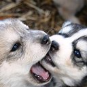 ���� �����, ������, 39 ��� - ��������� 21 ������� 2017 � ������ ������ ��������