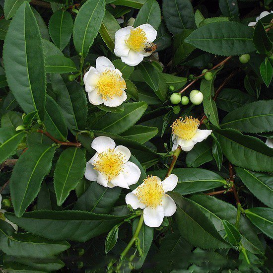   .  - Camellia sinensis