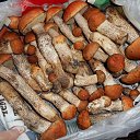 ���� ���������, ������, 54 ���� - ��������� 10 ������� 2016 � ������ ���� ����������