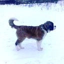  , -, 62  -  15  2016    