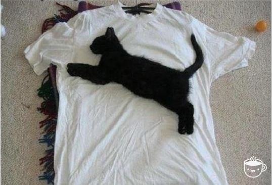 *.Puma.....
